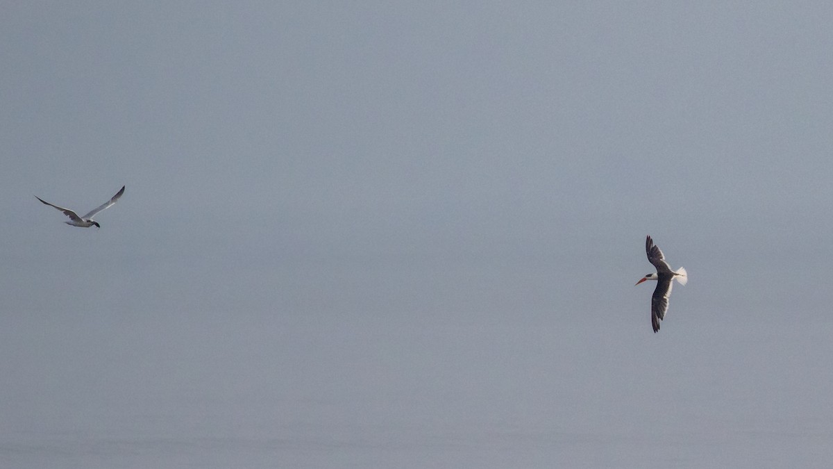 Indian Skimmer - ML643922142