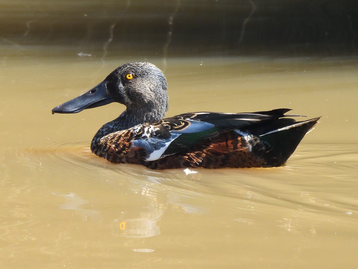 Australasian Shoveler - ML643922179