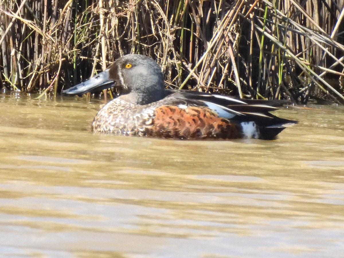 Australasian Shoveler - ML643922180