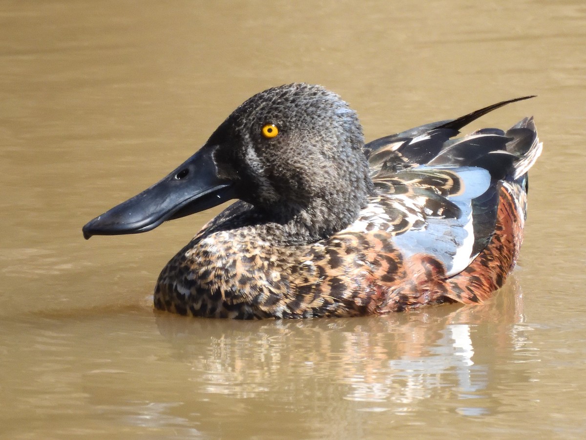 Australasian Shoveler - ML643922181