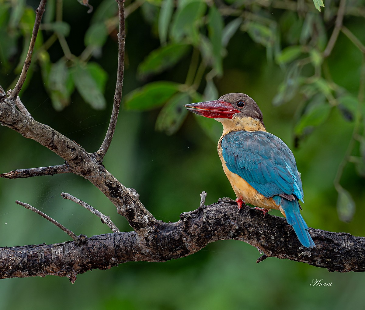 Stork-billed Kingfisher - ML643922190