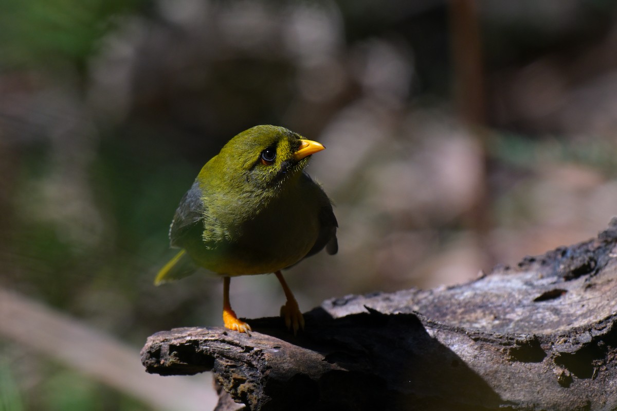 Bell Miner - ML643922195