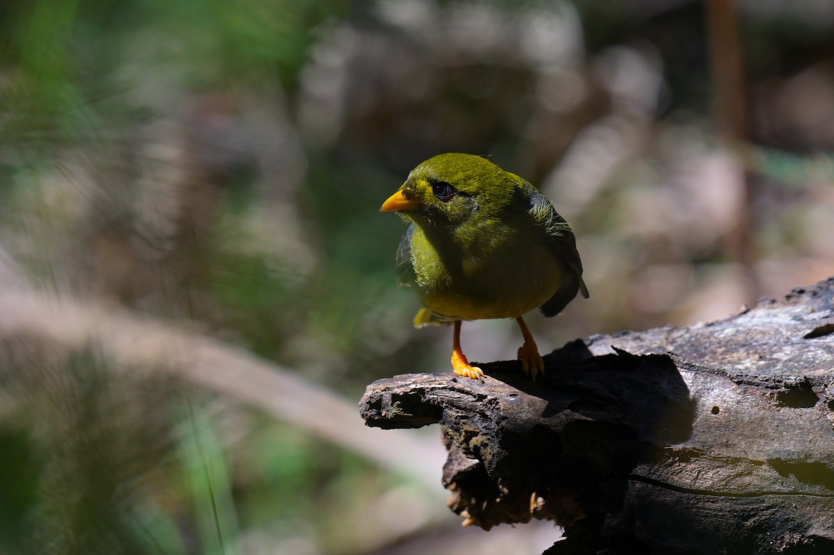 Bell Miner - ML643922196