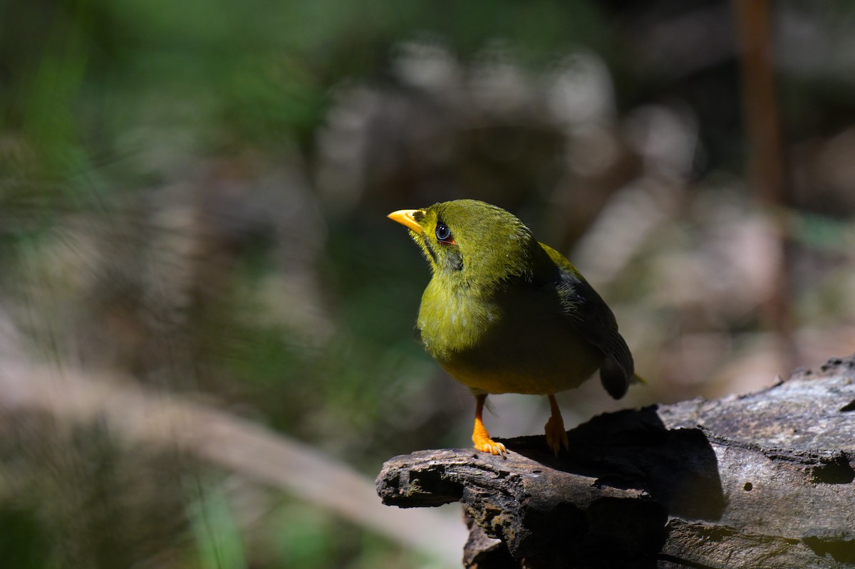 Bell Miner - ML643922197