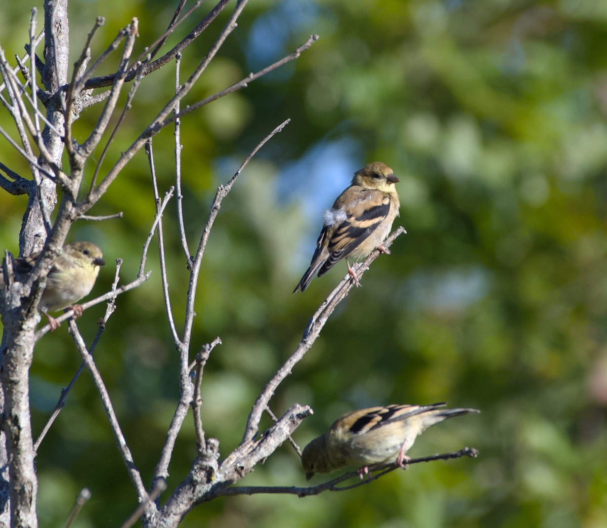 American Goldfinch - ML643922215