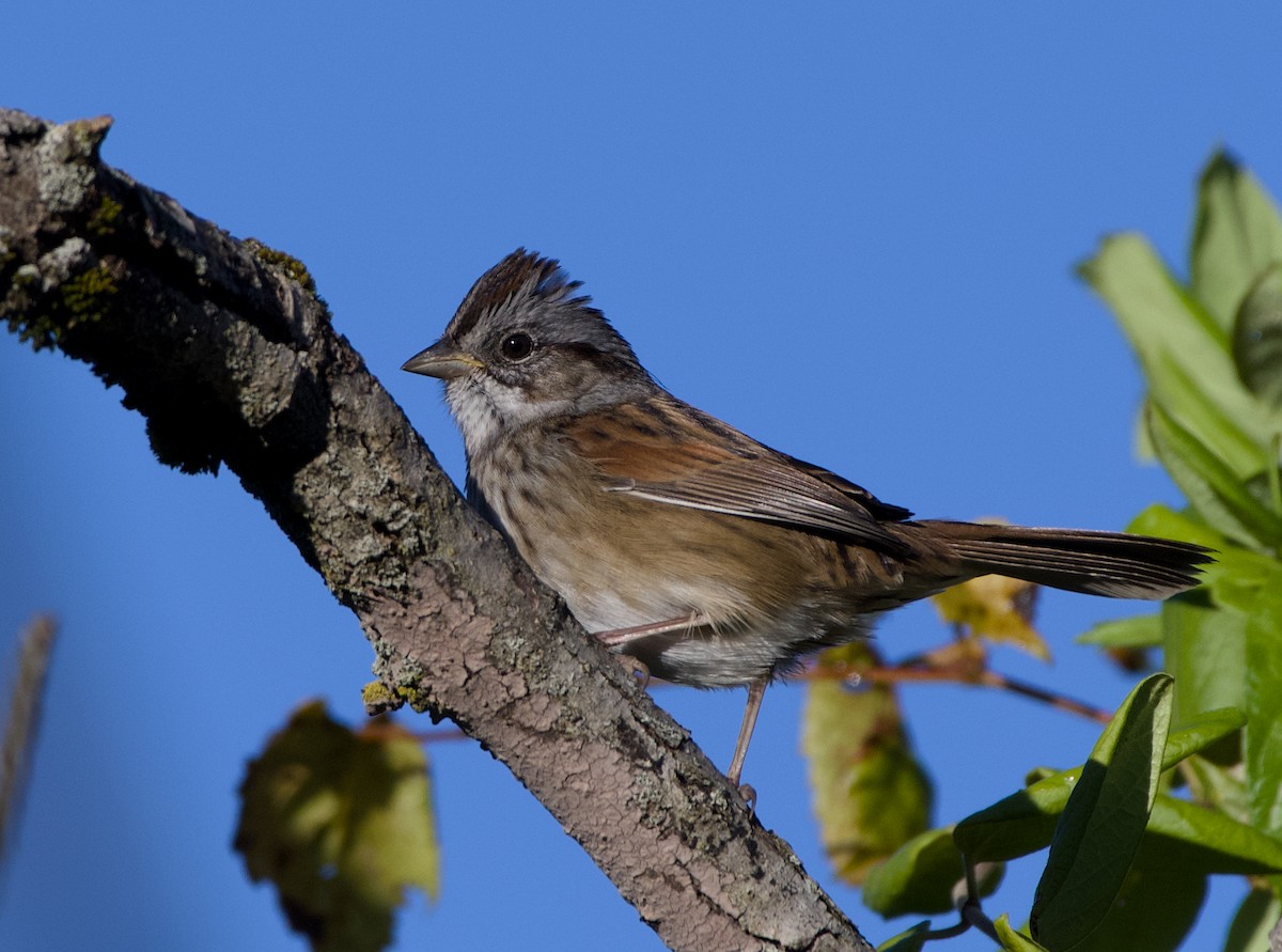 Swamp Sparrow - ML643922217