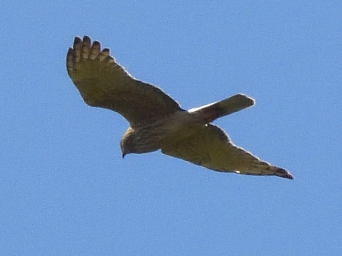 Swamp Harrier - ML643922240