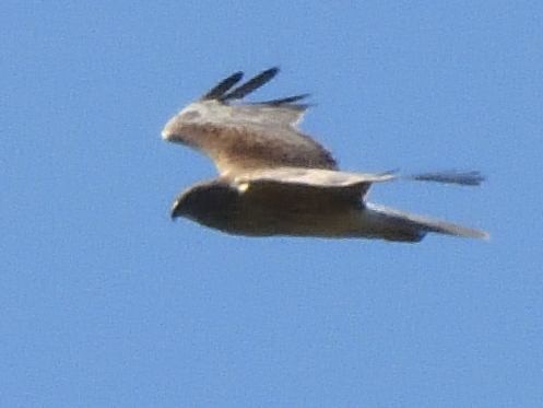 Swamp Harrier - ML643922241