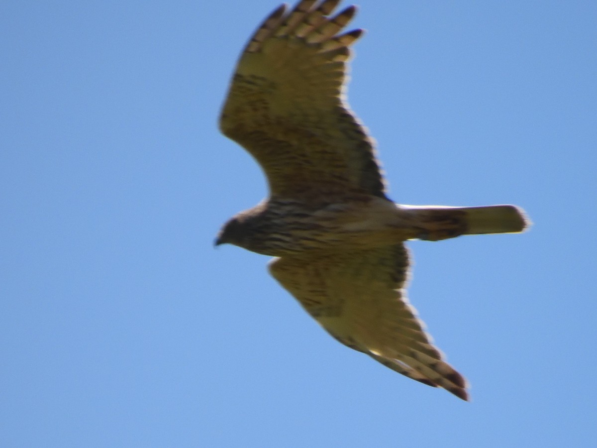 Swamp Harrier - ML643922242