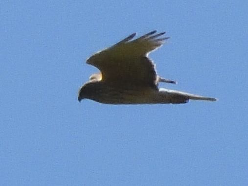 Swamp Harrier - ML643922243