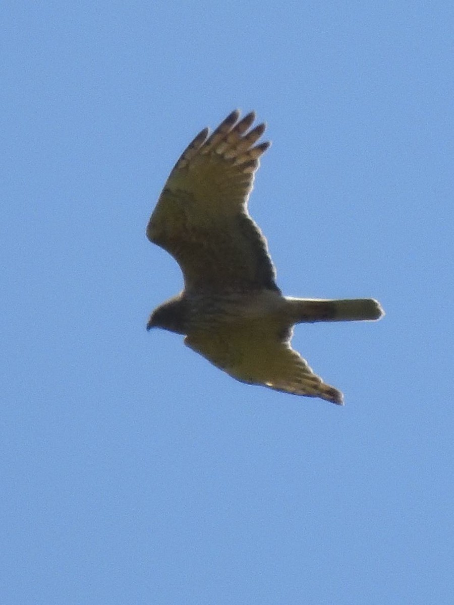 Swamp Harrier - ML643922244