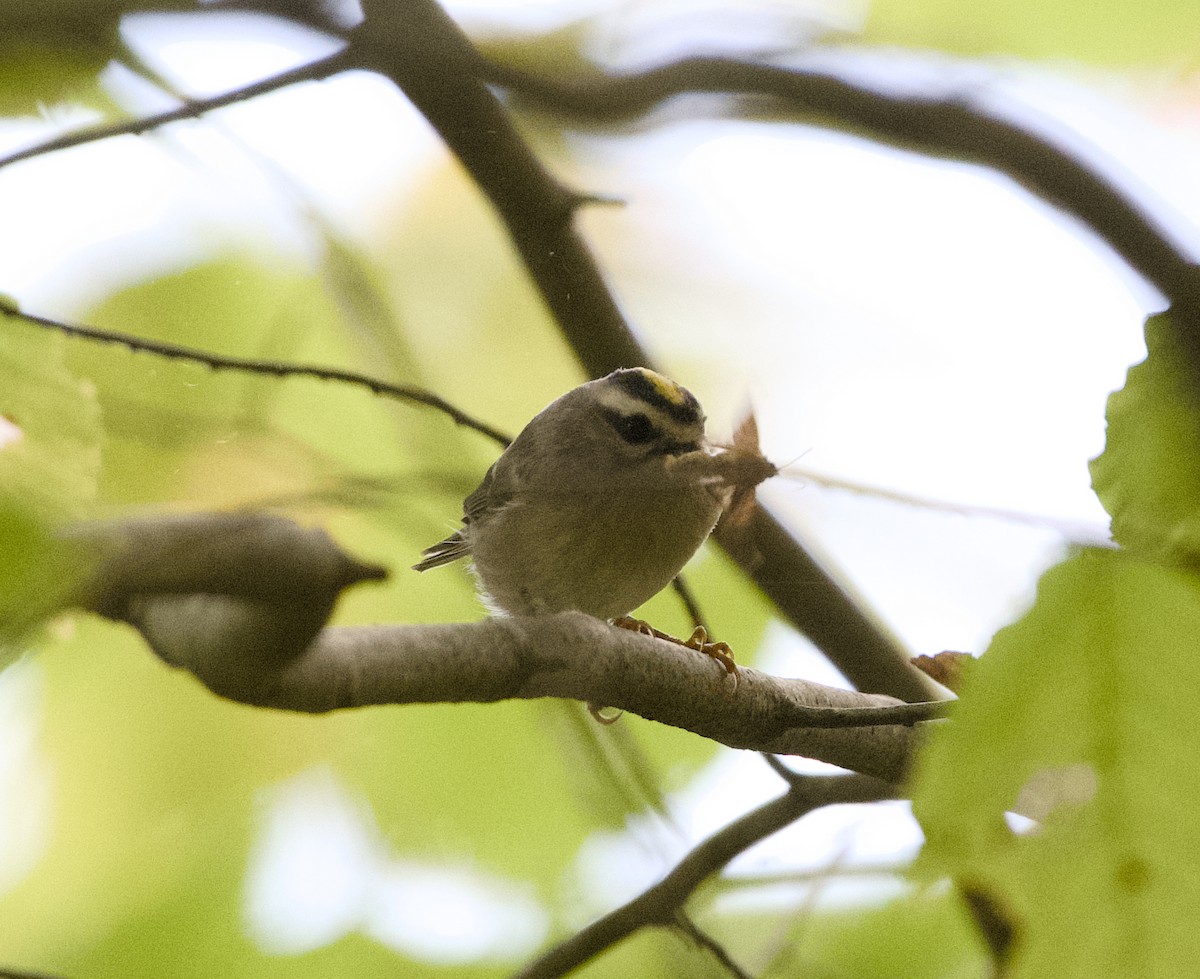 Golden-crowned Kinglet - ML643922259