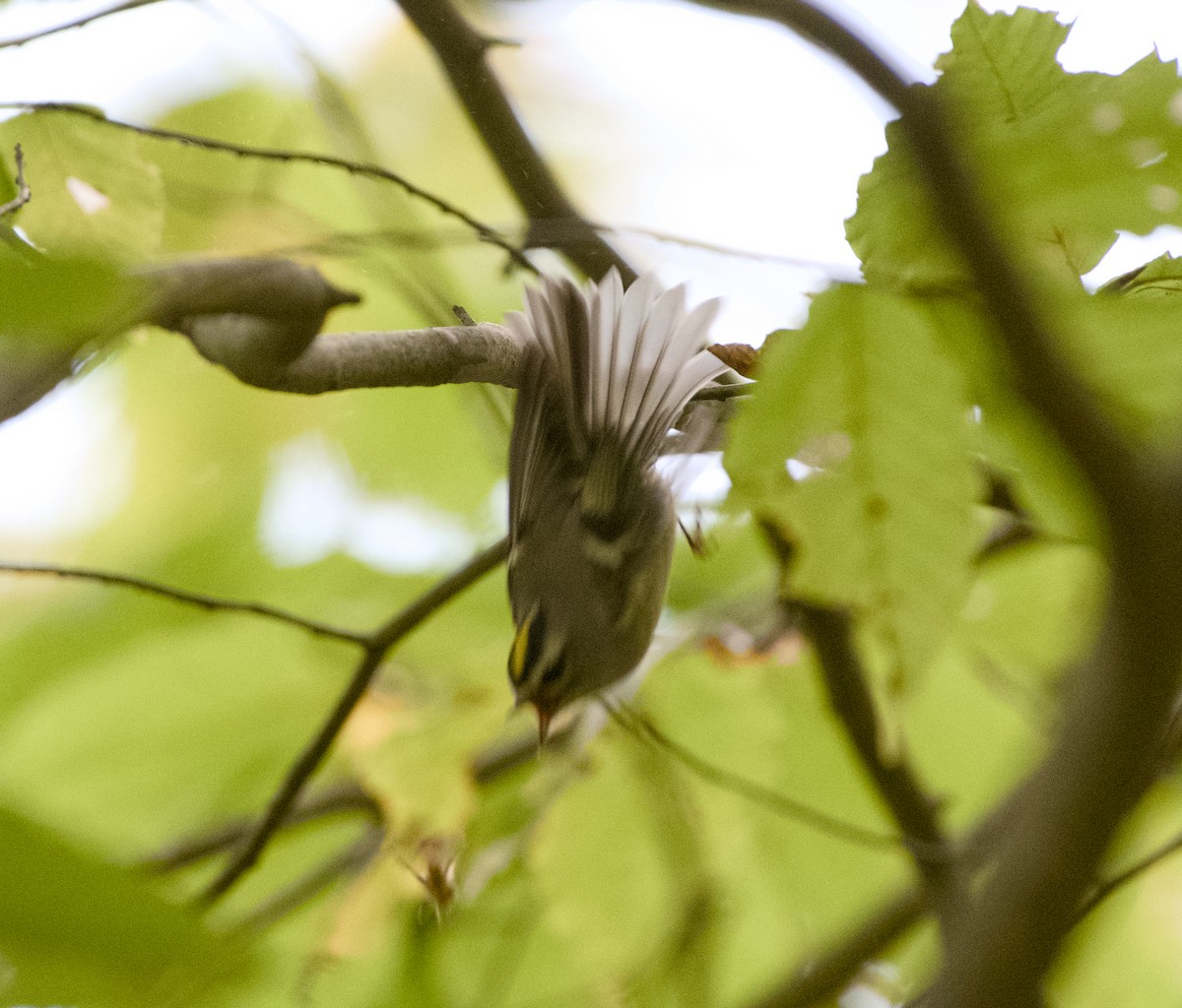 Golden-crowned Kinglet - ML643922263