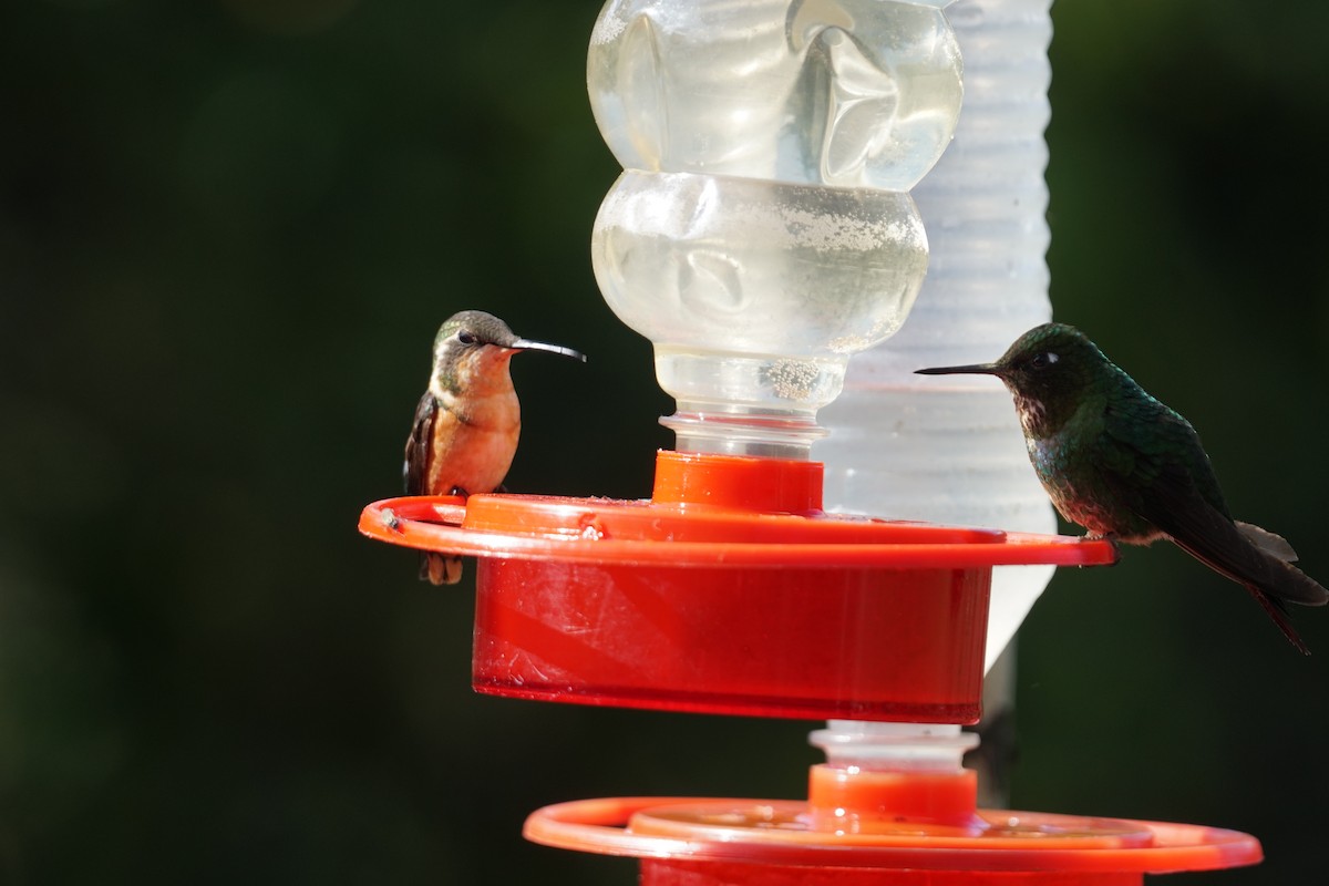 Colibrí de Mulsant - ML643922285
