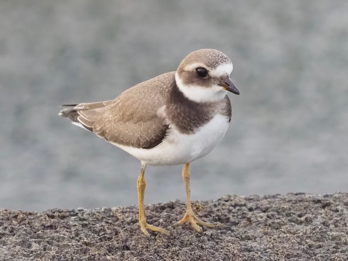 Common Ringed Plover - ML643922295
