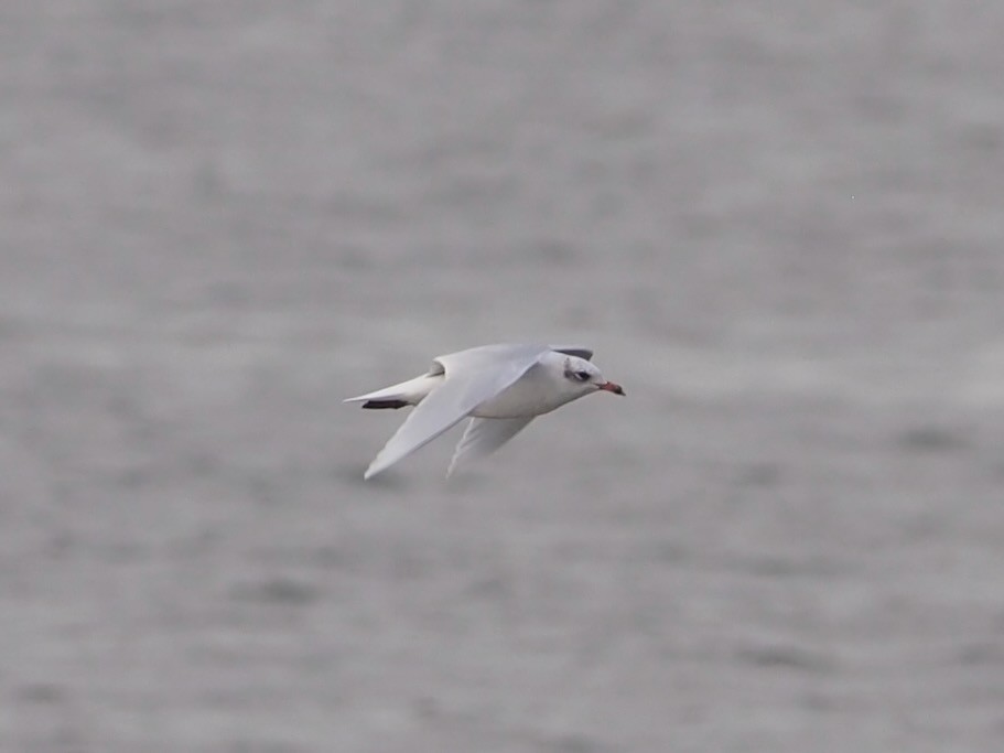 Mediterranean Gull - ML643922302
