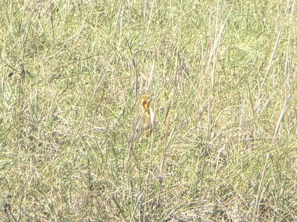 Капский шпорник - ML643922326