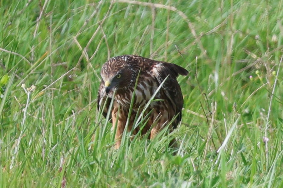 Swamp Harrier - ML643922346