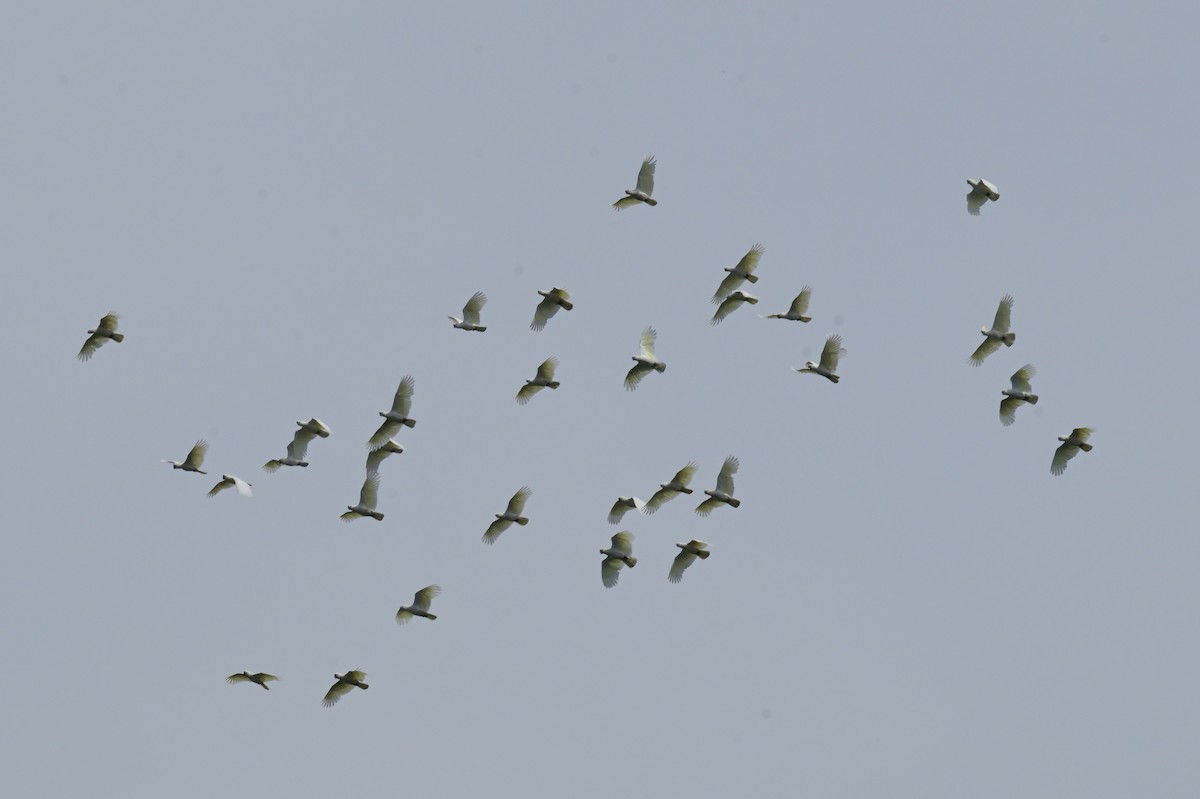 Gelbhaubenkakadu - ML643922352