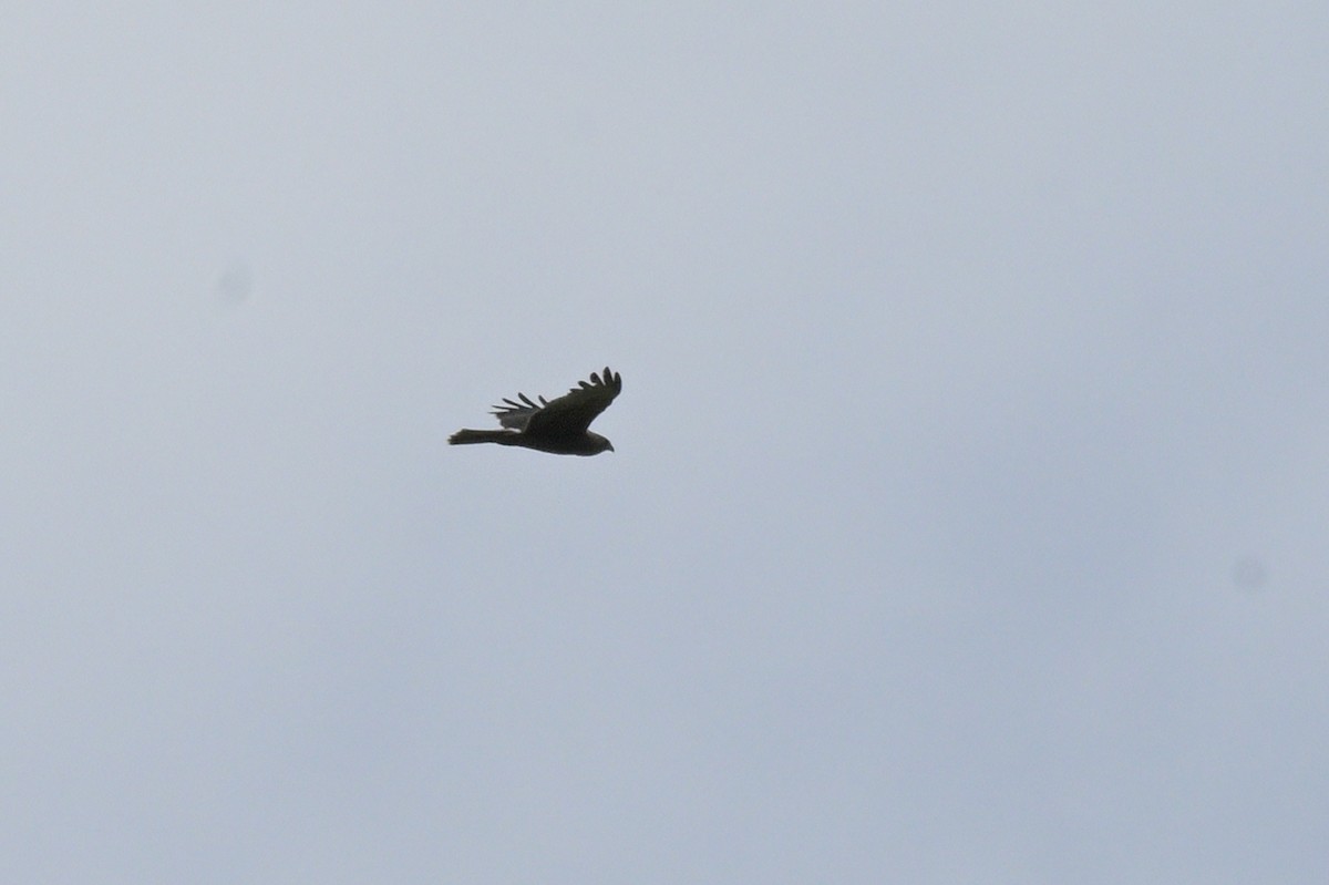 Swamp Harrier - ML643922359