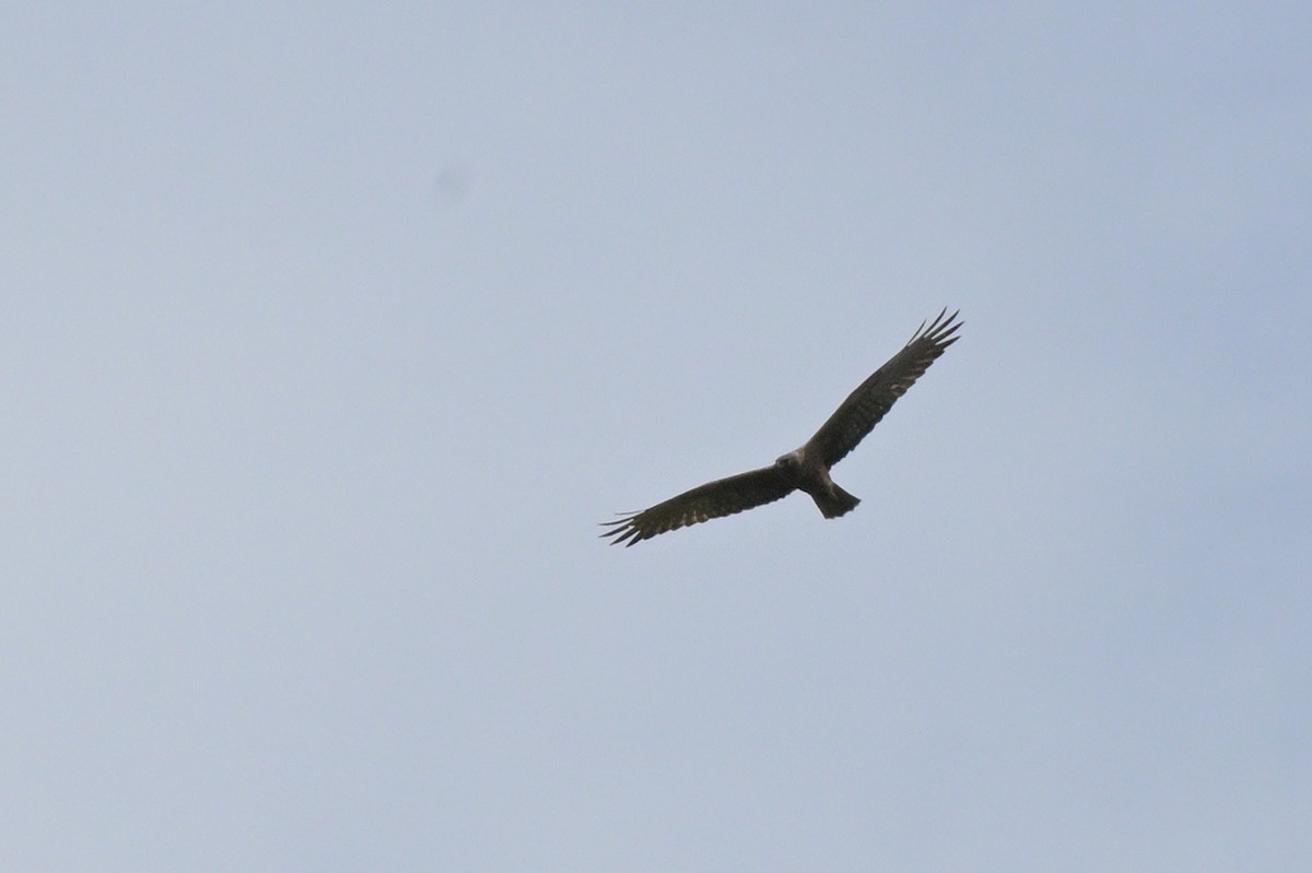 Swamp Harrier - ML643922360