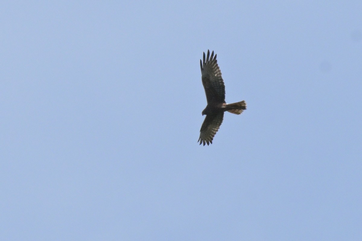 Swamp Harrier - ML643922361