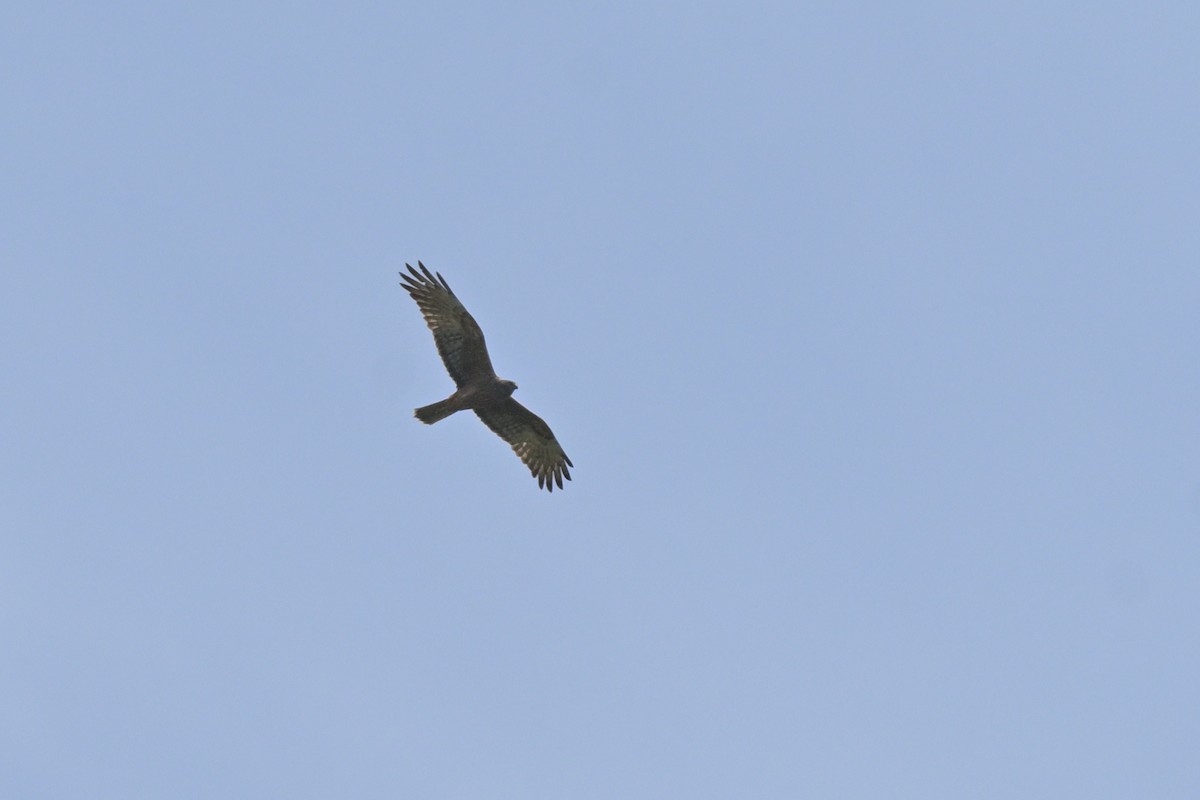 Swamp Harrier - ML643922364