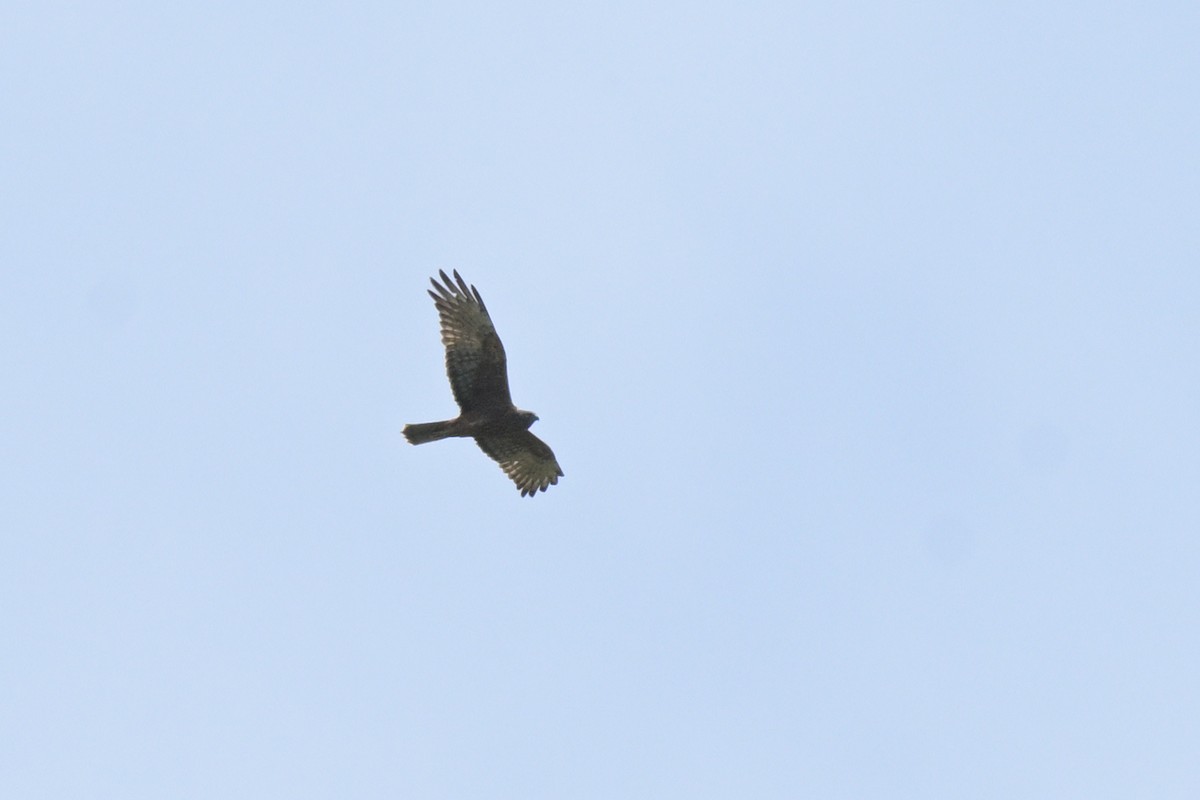 Swamp Harrier - ML643922365