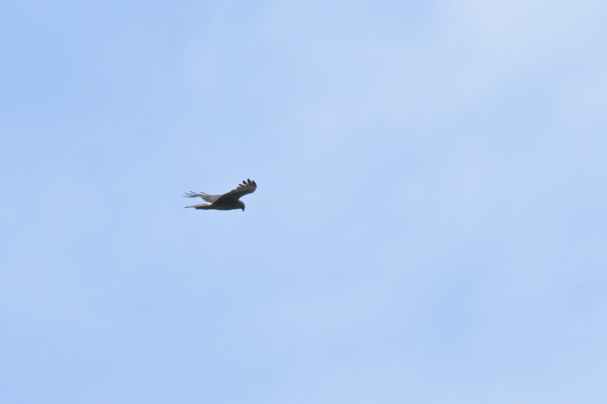 Swamp Harrier - ML643922366