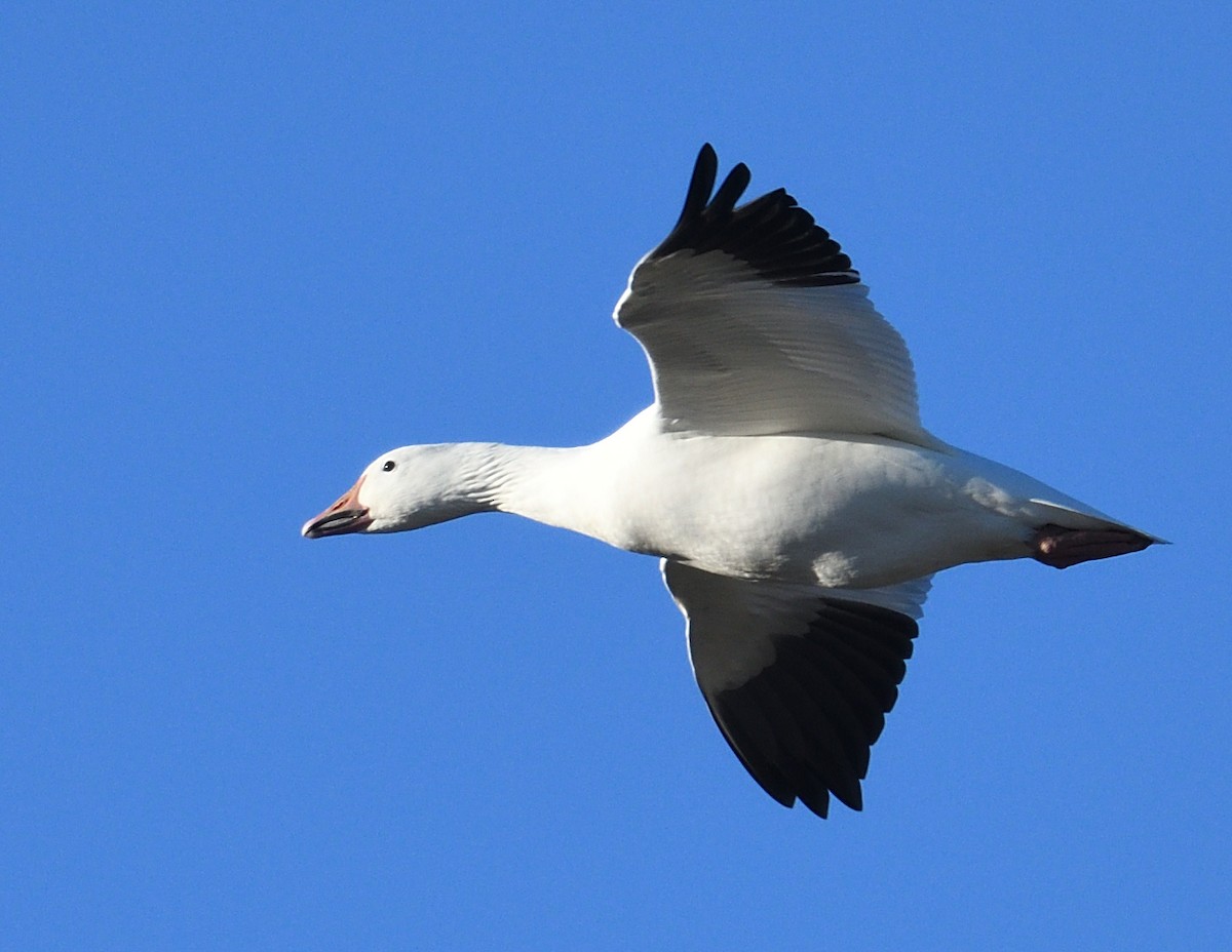 Snow Goose - ML643922391
