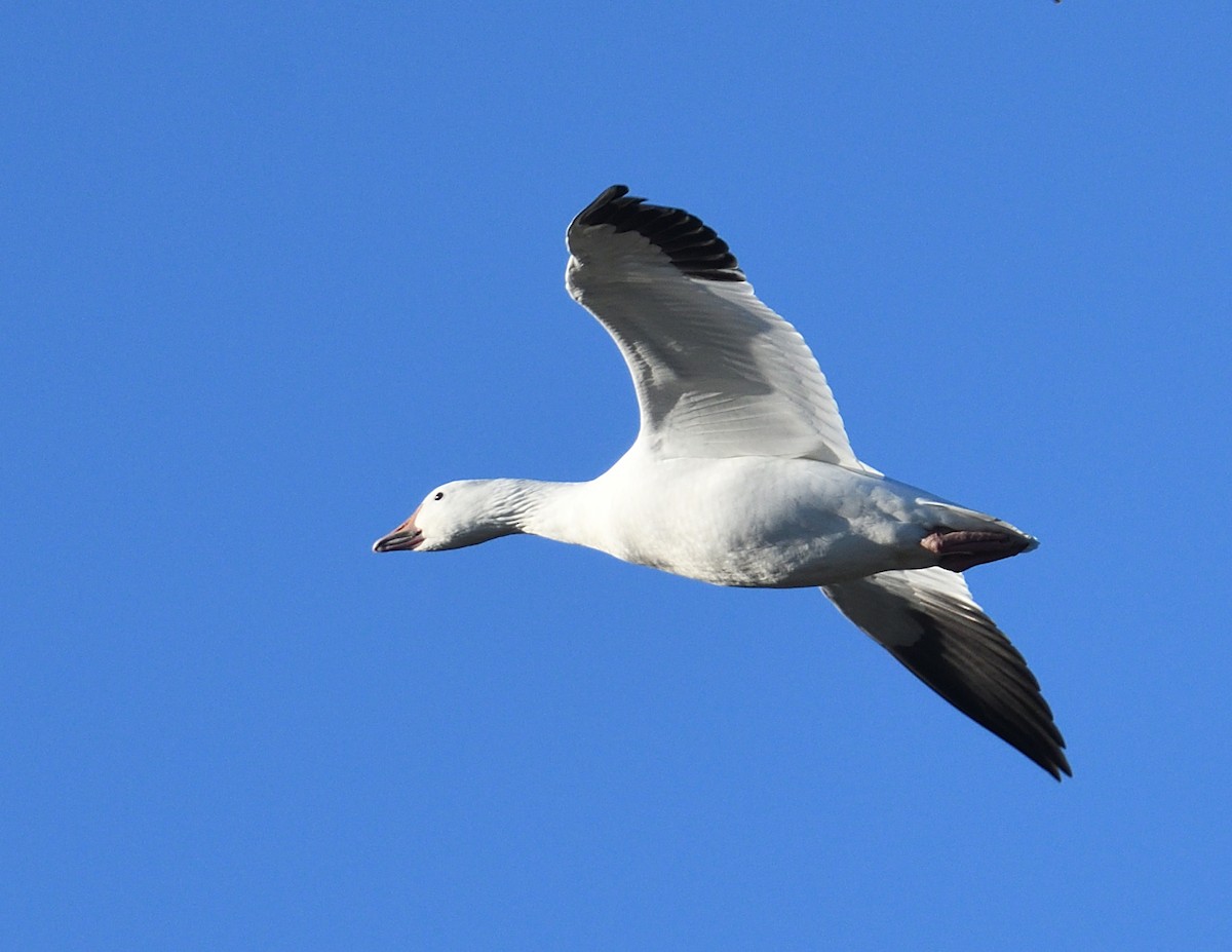 Snow Goose - ML643922392