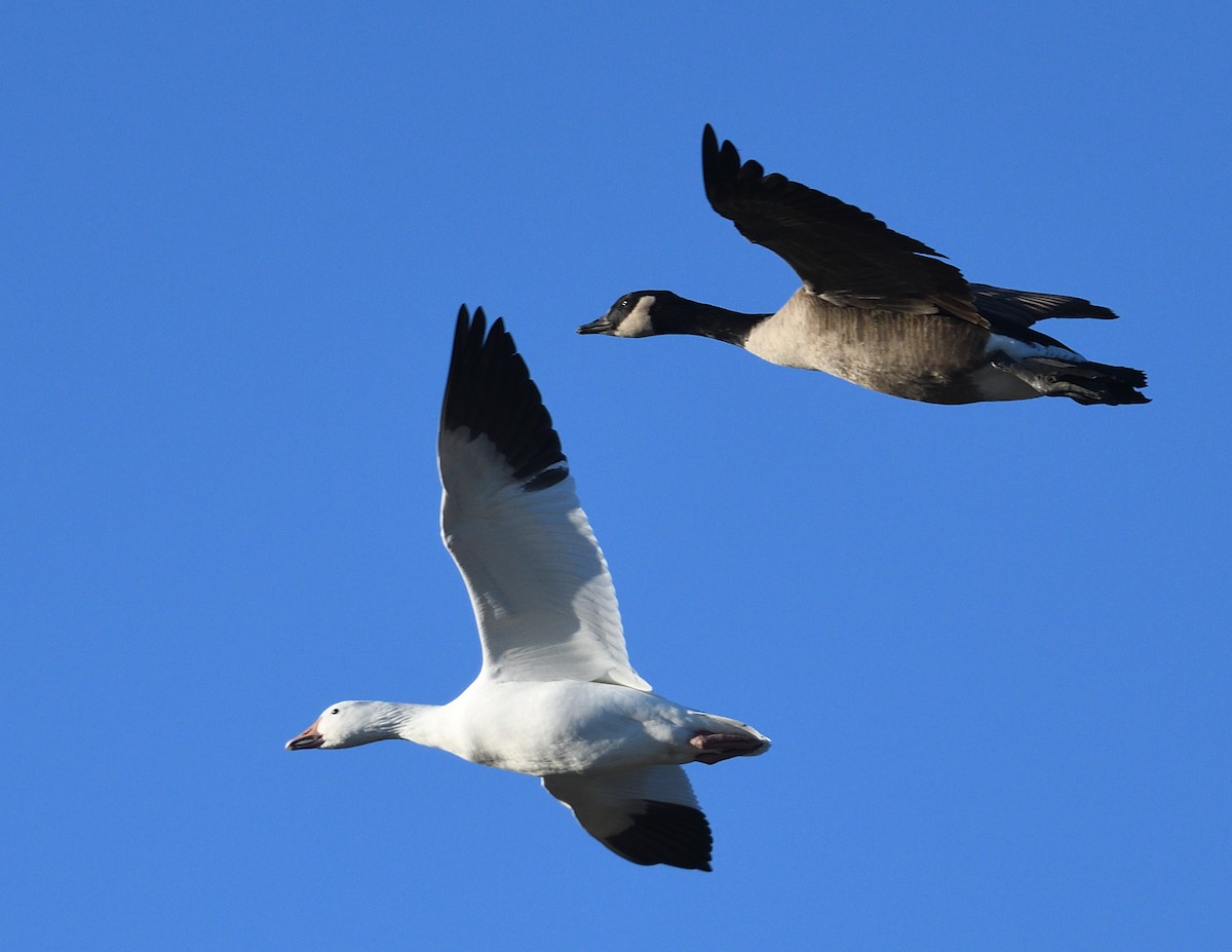 Snow Goose - ML643922393