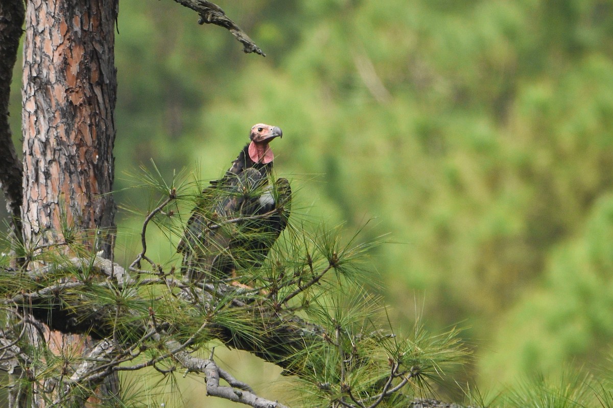 Red-headed Vulture - ML643922398