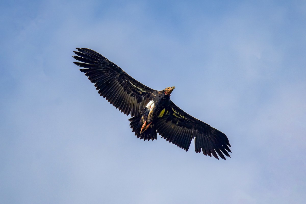 Red-headed Vulture - ML643922399