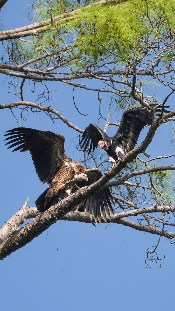 Red-headed Vulture - ML643922400
