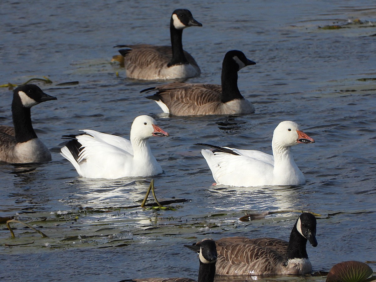 Snow Goose - ML643922437
