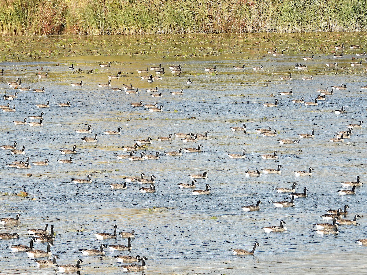 Канад галуу - ML643922438