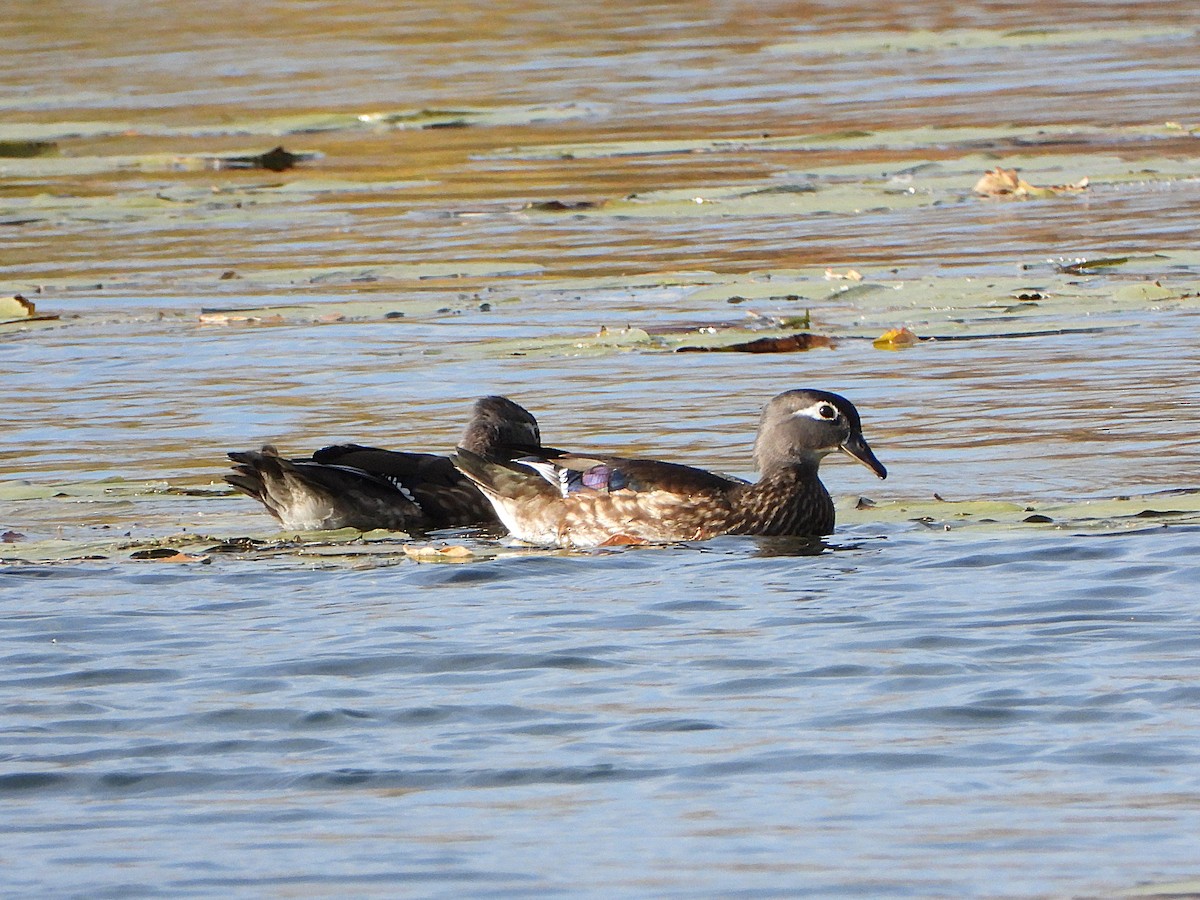 Wood Duck - ML643922442