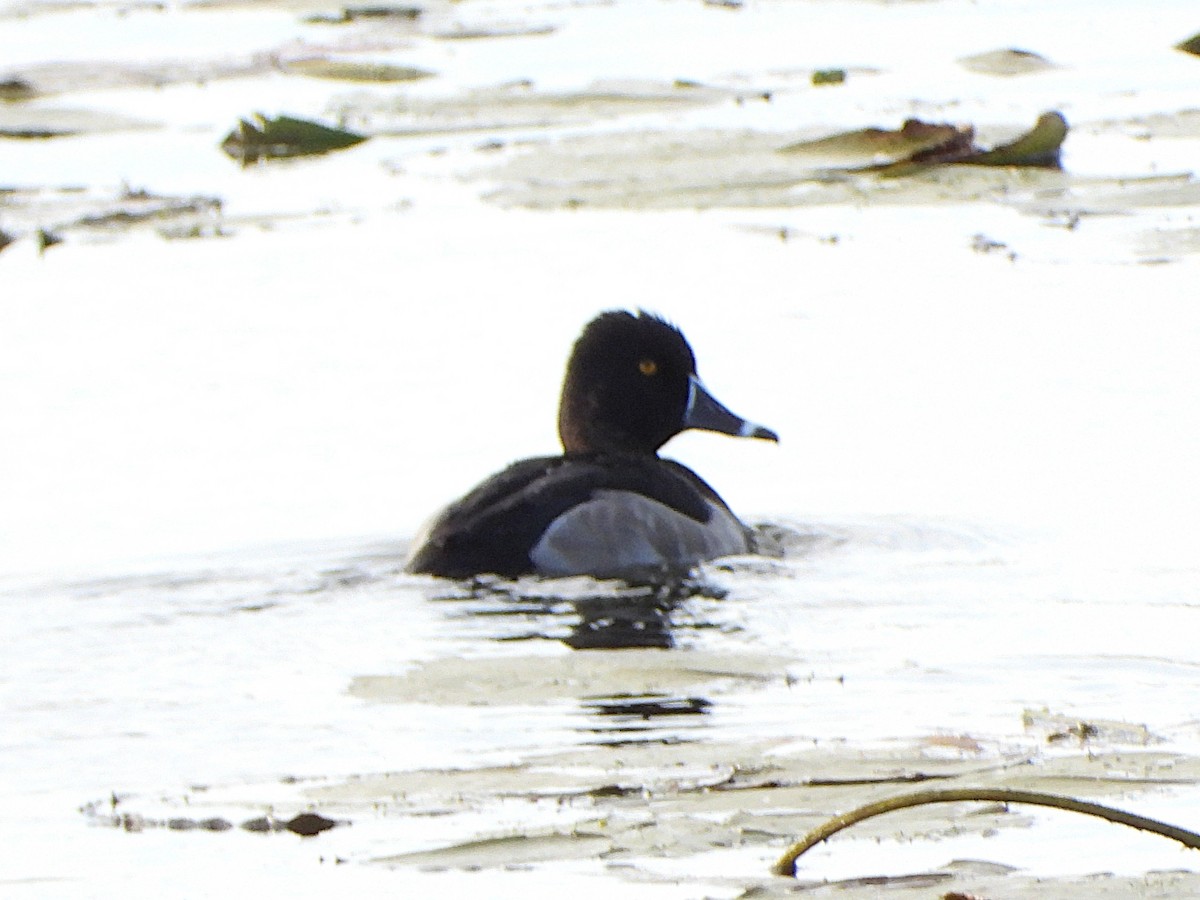 Ring-necked Duck - ML643922446