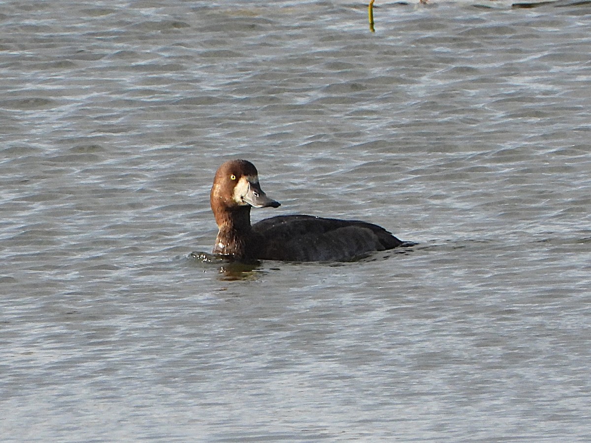 Greater Scaup - ML643922462