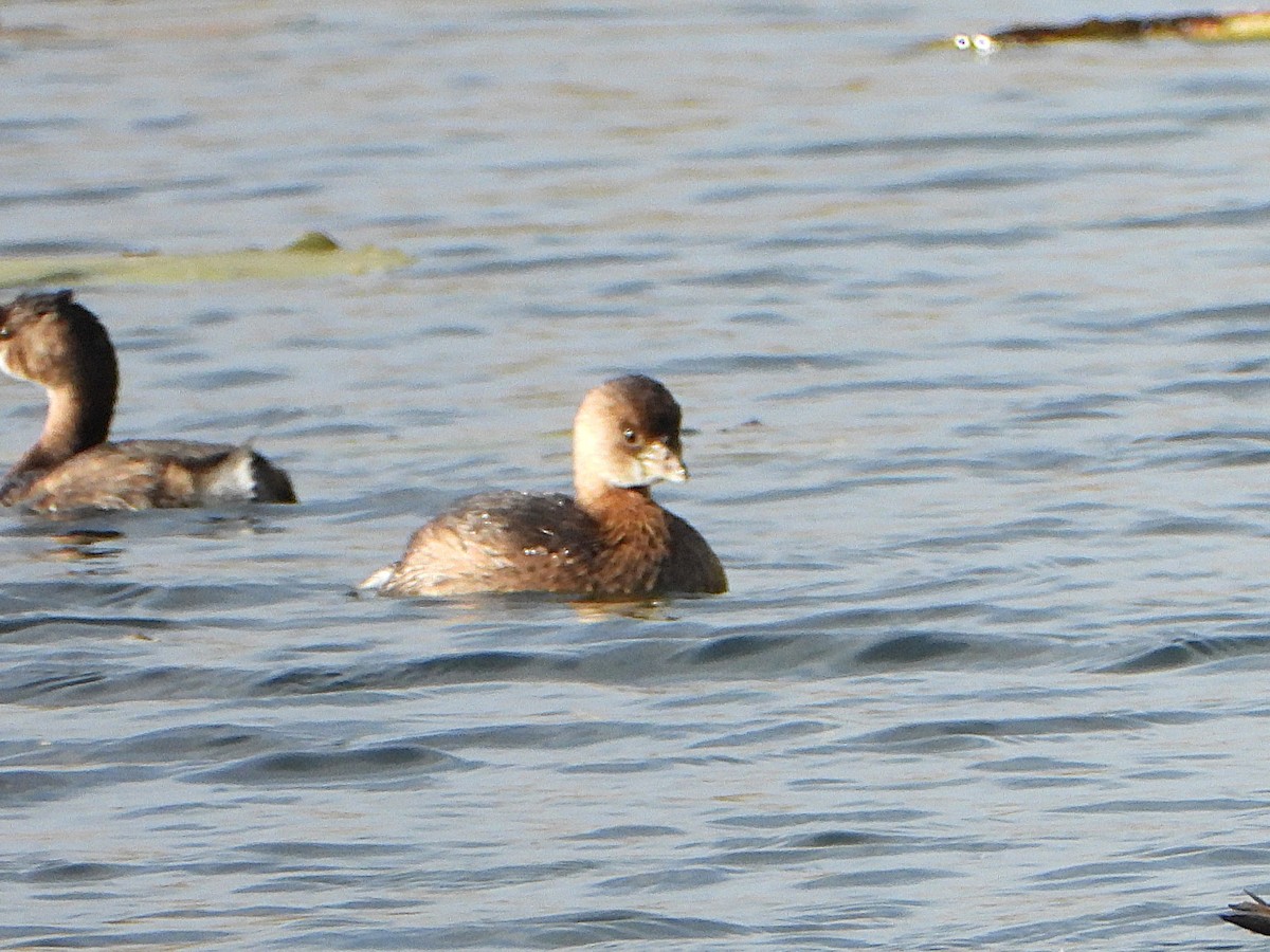 Pied-billed Grebe - ML643922463
