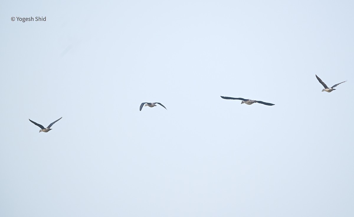Knob-billed Duck - ML643922464