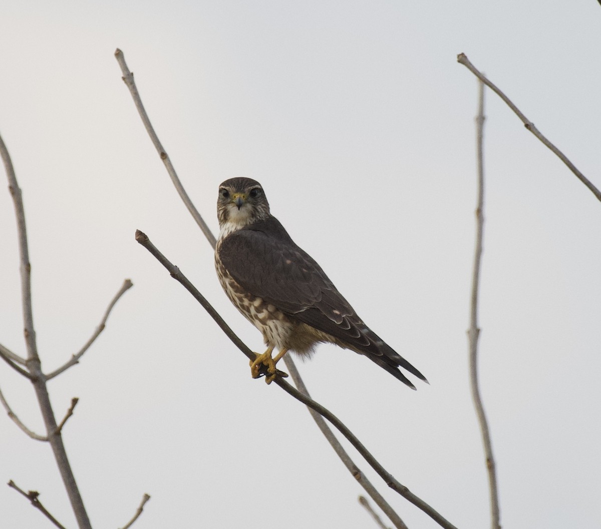 Merlin - ML643922492