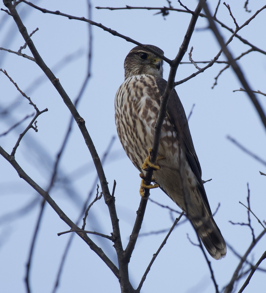 Merlin - ML643922493