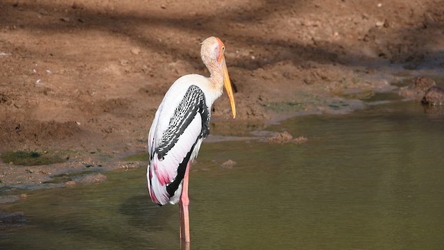 Painted Stork - ML643922498