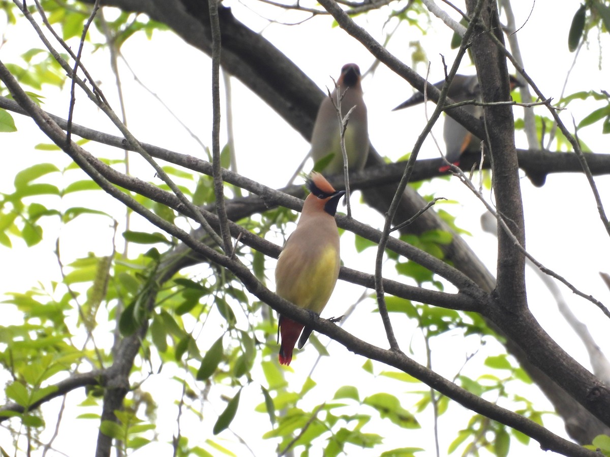Japanese Waxwing - ML643922510
