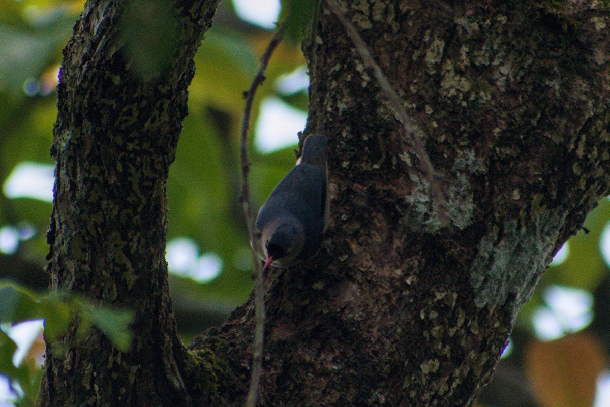 Velvet-fronted Nuthatch - ML643922512