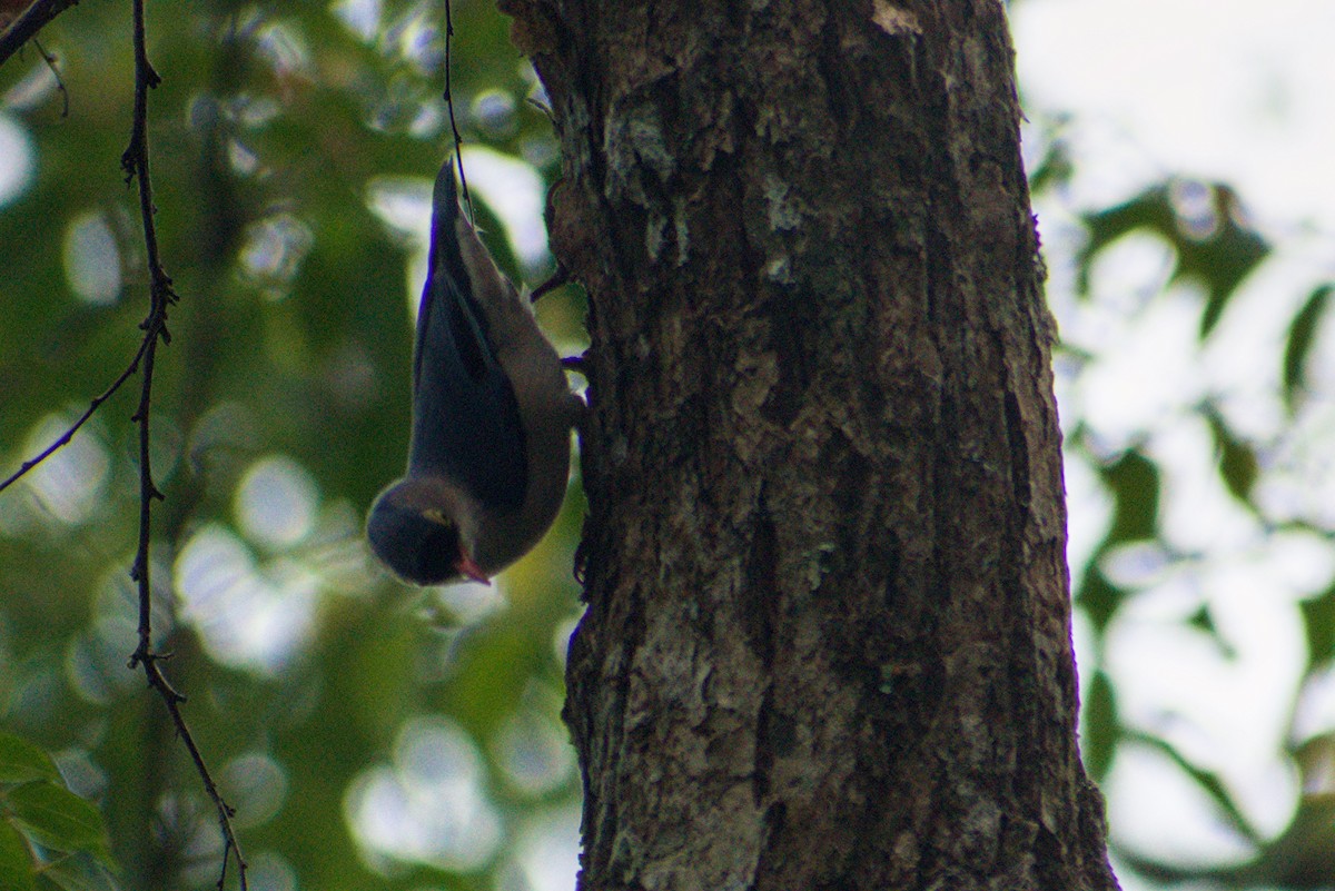Velvet-fronted Nuthatch - ML643922513