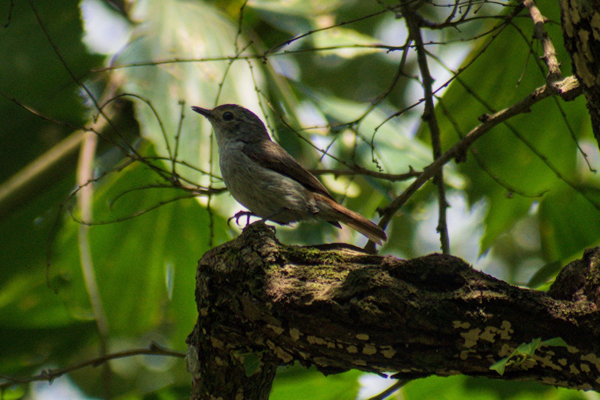 Little Pied Flycatcher - ML643922518
