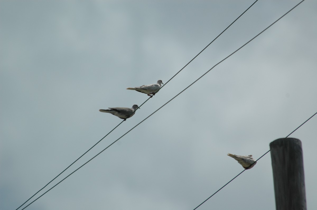 African Collared-Dove - ML643922520
